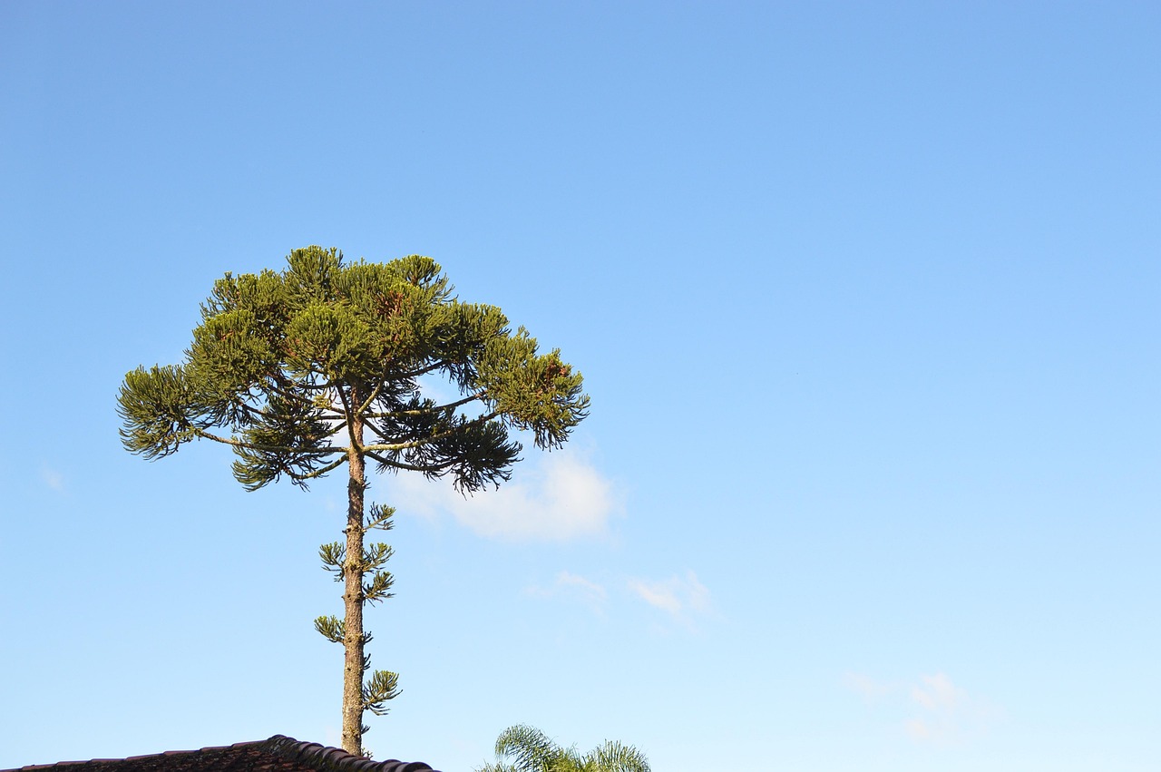 curitiba, tree, araucaria, pine, nature, paraná, curitiba, araucaria, araucaria, araucaria, araucaria, araucaria