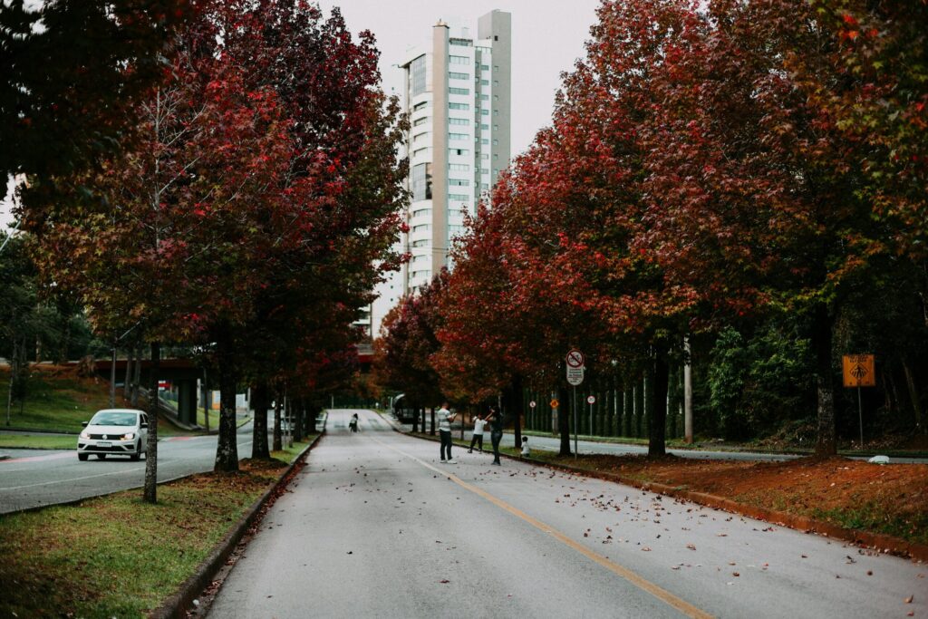 Scenic view of autumn trees with red leaves lining a street in Curitiba, Brazil.